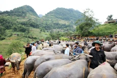 Nghề chọn trâu đã tạo ra danh tiếng cho nhiều người ở miền biên viễn, trong đó có Hầu A Tống