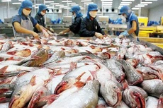 Kết quả tích cực về rà soát chống bán phá giá cá tra, basa Việt Nam tại Hoa Kỳ