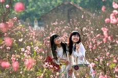 Với người Hà Nội, đào Nhật Tân vẫn luôn là nỗi nhớ tràn đầy ký ức mỗi khi Tết đến Xuân về