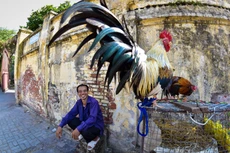 Gà trong đời sống người Việt