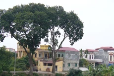 Tính tiết kiệm đã nhanh chóng đưa người dân nghèo Tề Lỗ nhanh chóng thành một trong những làng quê giàu có. Ảnh: Song Nguyên