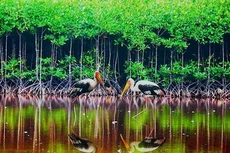 6 nhà thầu vào danh sách ngắn gói thầu tư vấn quản lý rừng Trung Trường Sơn