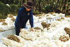 Hai nhà thầu nước ngoài đã mua cao su của các DN Việt Nam và chỉ định cho các DN này xuất khẩu tại chỗ cho Công ty Timatex Việt Nam