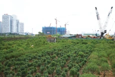 Việc sửa đổi Luật Đầu tư, Luật Doanh nghiệp sẽ khắc phục tình trạng thiếu đồng bộ giữa các luật liên quan đến hoạt động đầu tư, kinh doanh. Ảnh: Tiên Giang