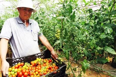 Nhiều doanh nghiệp vẫn còn e ngại khi đầu tư vào lĩnh vực nông nghiệp công nghệ cao do chính sách chưa đủ mạnh. Ảnh: HT