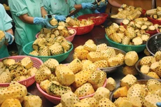 Lần đầu tiên, xuất khẩu rau quả mang về giá trị cao hơn xuất khẩu dầu thô. Ảnh: Minh Long