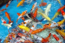 Gói thầu Toàn bộ khối lượng xây dựng và thiết bị công trình Trung tâm cá Koi Nhật Bản – Bình Định sử dụng nguồn vốn ngân sách địa phương. Ảnh: Huyền Trang