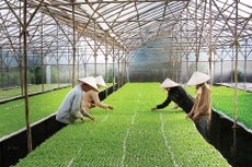 Doanh nghiệp nông nghiệp công nghệ cao cần tự mình có phương án đầu tư, kinh doanh tốt để vay vốn ngân hàng. Ảnh: Lê Tiên