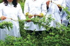 Giá trị gói thầu mua sắm dược liệu cho các cơ sở khám bệnh, chữa bệnh trên địa bàn tỉnh Đồng Tháp lên tới hơn 244 tỷ đồng. Ảnh: Kim Xuân