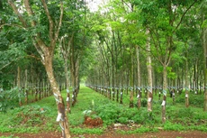 Đấu giá tài sản thanh lý cây cao su