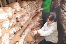 Phần lớn tổ hợp tác gặp khó khăn trong các giao dịch kinh tế, thương mại, vay vốn ngân hàng. Ảnh: Linh Phát