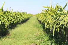 Khởi công Khu nông nghiệp công nghệ cao tại Bình Thuận