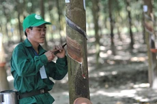 Lô cao su của Công ty TNHH MTV Cao su Sông Bé đã được đấu giá thành công với mức giá 67,2 tỷ đồng. Ảnh: Tùng Châu
