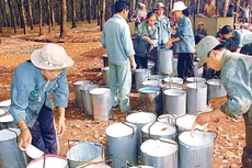 Sau quá trình thoái vốn tại các đơn vị ngoài ngành, Tập đoàn Công nghiệp Cao su đã thu về 2.252 tỷ đồng. Ảnh: Cao Thắng