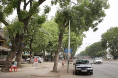 Hàng cây xà cừ trên đường Phạm Văn Đồng khiến dư luận xôn xao trong những ngày đầu tháng 6/2017. Ảnh: Nhã Chi