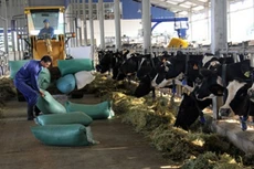 GTNFoods chi 1.330 tỷ đồng thâu tóm 65% cổ phần Sữa Mộc Châu