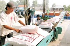 Xuất khẩu gạo Việt Nam đang gặp khó vì các thủ tục giấy phép con