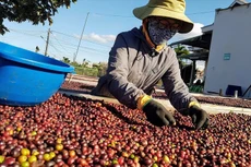 Xuất khẩu cà phê có thể đạt 5 tỷ USD trong năm 2024