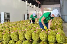 Tính đến quý III/2023, Việt Nam đạt mức xuất khẩu sầu riêng sang Trung Quốc cao kỷ lục, tăng 1.400% so với cùng kỳ năm trước. Ảnh minh họa: Internet 