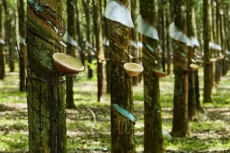 Đấu giá hơn 220 ha cây cao su của Công ty Cao su Lộc Ninh