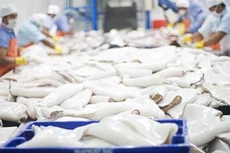 Xuất khẩu mực, bạch tuộc phục hồi tốt