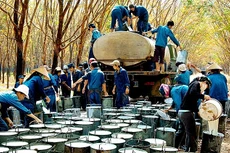 Tháng 1/2023, xuất khẩu cao su giảm mạnh