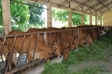 Gói số 06 thuộc Dự án Nuôi bò sinh sản thuộc Đề án Đa dạng hóa sinh kế nguồn vốn Chương trình mục tiêu quốc gia giảm nghèo bền vững năm 2021 xã Vinh An. Ảnh chỉ mang tính minh họa: Internet