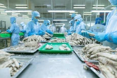 Xuất khẩu cá ngừ sang EU tăng trở lại