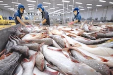 Tháng 1/2023, xuất khẩu cá tra sang Mỹ giảm sâu
