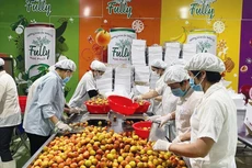 Năm 2022, vải thiều Việt Nam được xuất khẩu sang 30 nước trên thế giới . Ảnh: Phú An