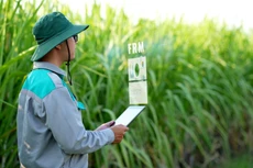 SBT phát hành gần 70 triệu cổ phiếu chia cổ tức