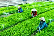 Đồng Nai nỗ lực nâng cao hiệu quả hoạt động mô hình hợp tác xã