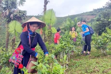 Việc xây dựng hệ thống dữ liệu quản lý chương trình mục tiêu quốc gia nhằm tăng cường công tác giám sát, đánh giá tình hình thực hiện tại các cấp. Ảnh: Phạm Bằng