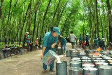 Trong số 437,7 tỷ đồng lợi nhuận trước thuế của Công ty CP Cao su Phước Hòa nửa đầu năm nay, khoản lợi nhuận khác đóng góp đến 274,9 tỷ đồng. Ảnh: Hải Minh