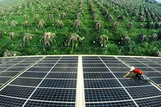 Ảnh minh họa: Internet