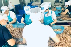 SHB rao bán khoản nợ hơn 567 tỷ của một doanh nghiệp xuất khẩu hạt điều