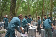 DPR tạm ứng cổ tức năm 2021 với tỷ lệ 15%