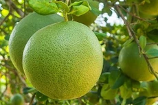 Cảnh báo số 2021.4761 ngày 06/9/2021, sản phẩm là bưởi; biện pháp thực hiện là Na Uy thu hồi sản phẩm trên thị trường