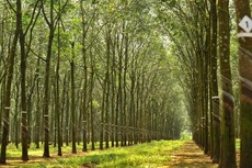 RTB trả cổ tức năm 2021, tỷ lệ 15%