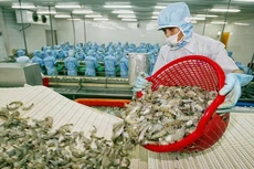 Xuất khẩu tôm sẽ dần phục hồi trở lại