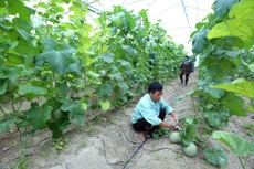 Kinh tế tập thể chưa phát huy được tối đa tiềm năng trong hỗ trợ phát triển kinh tế thành viên cũng như đóng góp vào phát triển kinh tế đất nước. Ảnh: Nhã Chi