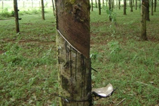 Cao su Tây Ninh chốt cổ tức đợt 2/2019, tỷ lệ 3%