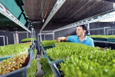 Phát triển nông nghiệp thông minh, hội nhập quốc tế, thích ứng với biến đổi khí hậu, nâng cao giá trị gia tăng và bền vững là mục tiêu của ngành nông nghiệp giai đoạn 2021 - 2025. Ảnh: Lê Tiên