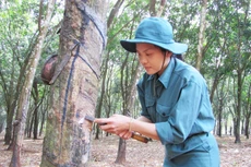 Cao su Đồng Phú: Lợi nhuận sụt giảm 52,3% trong nửa đầu năm 2020