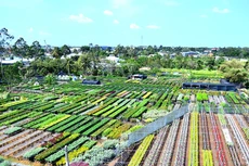 Ảnh minh họa: Internet