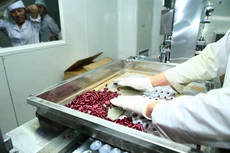 Theo phản ánh của nhiều Sở Y tế, bệnh viện trên cả nước, tình trạng vi phạm trong đấu thầu, cung ứng thuốc vẫn xảy ra thường xuyên. Ảnh: Tiên Giang