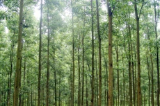 Ngày 29/11/2019, đấu giá 27,16 ha cây Keo tai tượng thanh lý tại tỉnh Bình Dương