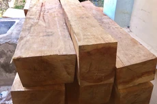 Ngày 29/11/2019, đấu giá 25,347 m3 gỗ xẻ hộp và gỗ tròn các loại tại tỉnh Khánh Hòa