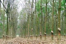 Ngày 29/11/2019, đấu giá 319,73 ha cây cao su thanh lý tại tỉnh Bình Dương