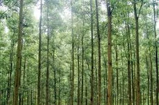 Ngày 29/11/2019, đấu giá khai thác 40,08 ha gỗ rừng trồng tại tỉnh Thừa Thiên Huế